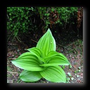 [Click to enlarge image]